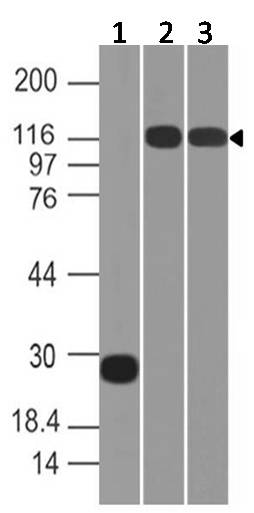 Anti-ACE2 Polyclonal antibody