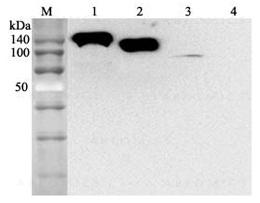 Anti-ACE2 (human), mAb (Clone: AC384) Biotinylated