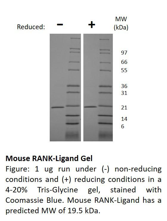 Mouse RANK Ligand