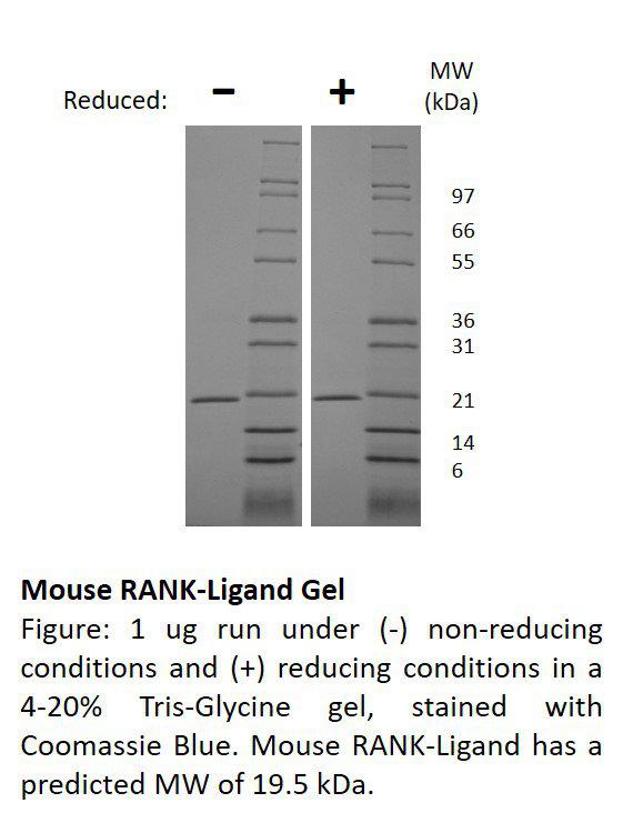Mouse RANK Ligand (AF)