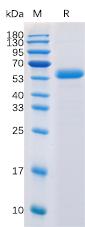 Recombinant human CTLA-4 protein with C-terminal mouse Fc and 6Ã—His tag