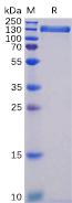Recombinant human ACE2 protein with C-terminal human Fc tag