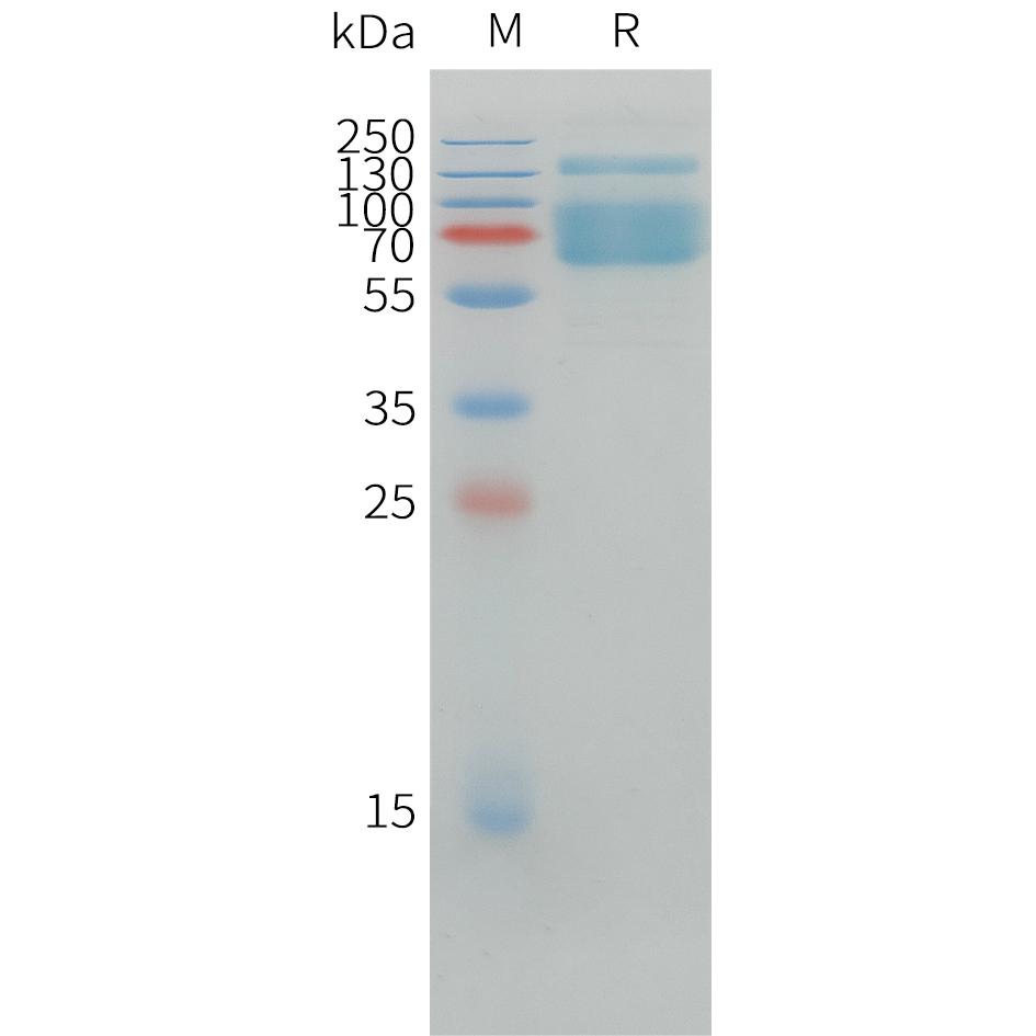 Canine PD-L1 Protein, hFc Tag