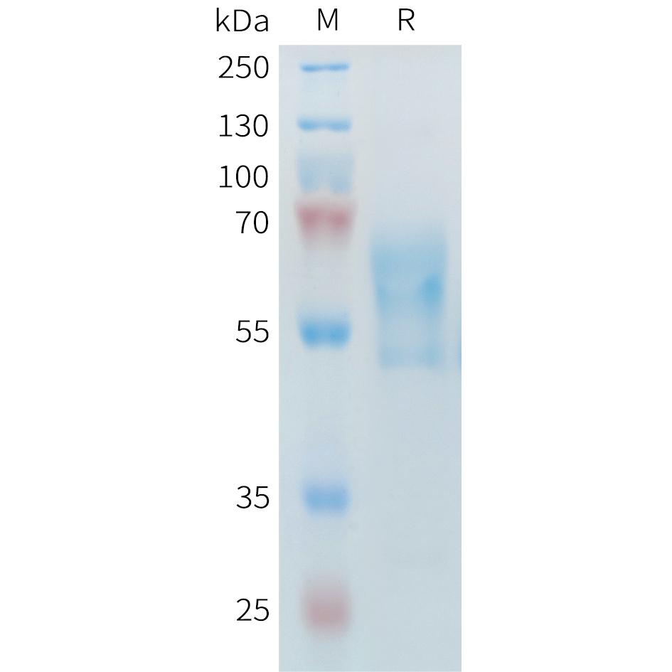 Mouse PD-1 Protein, hFc Tag