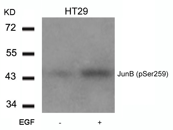 Polyclonal Antibody to JunB (Phospho-Ser259)