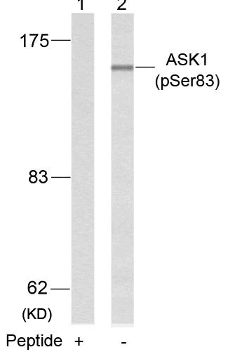 Polyclonal Antibody to ASK1 (Phospho-Ser83)