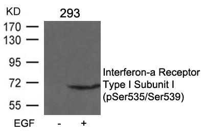 Polyclonal Antibody to Interferon-a Receptor Type I Subunit I (phospho-Ser535/Ser539)
