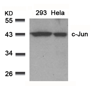 Polyclonal Antibody to c-Jun (Ab-91)
