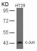 Polyclonal Antibody to c-Jun (Ab-93)