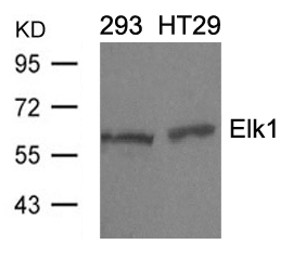 Polyclonal Antibody to Elk1 (Ab-389)