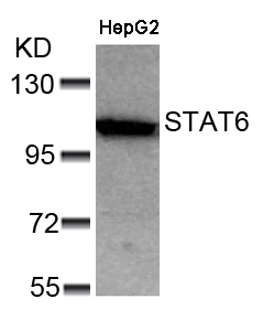 Polyclonal Antibody to STAT6 (Ab-641)