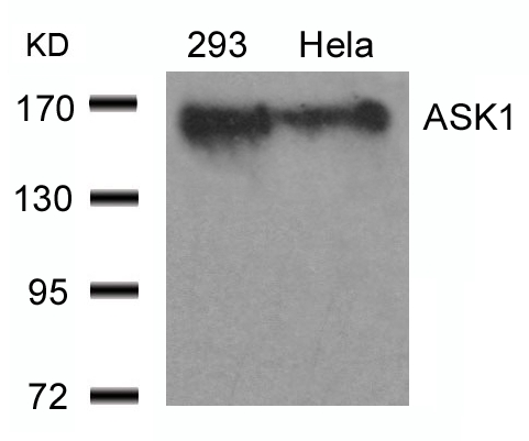 Polyclonal Antibody to ASK1 (Ab-966)
