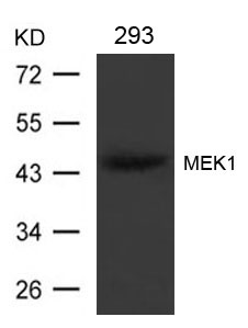 Polyclonal Antibody to MEK1 (Ab-221)