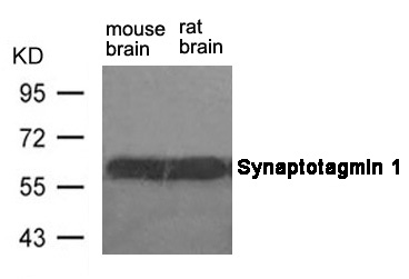 Polyclonal Antibody to Synaptotagmin 1 (Ab-309)