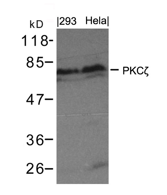 Polyclonal Antibody to PKC Zeta (Ab-410)
