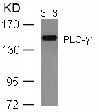 Polyclonal Antibody to PLC- Gamma1 (Ab-771)