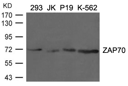 Polyclonal Antibody to ZAP70(Ab-292)