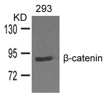 Polyclonal Antibody to beta-catenin