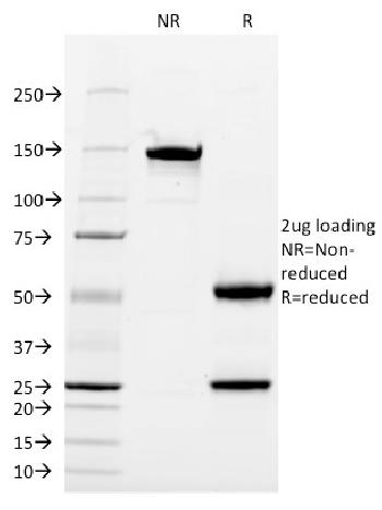 Anti-CD13 / Aminopeptidase-N (Myeloid Cell Marker) Monoclonal Antibody(Clone: WM15)