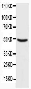 Anti-p53 Monoclonal Antibody (Clone: BP53-12)