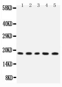 Anti-IL2 Polyclonal Antibody