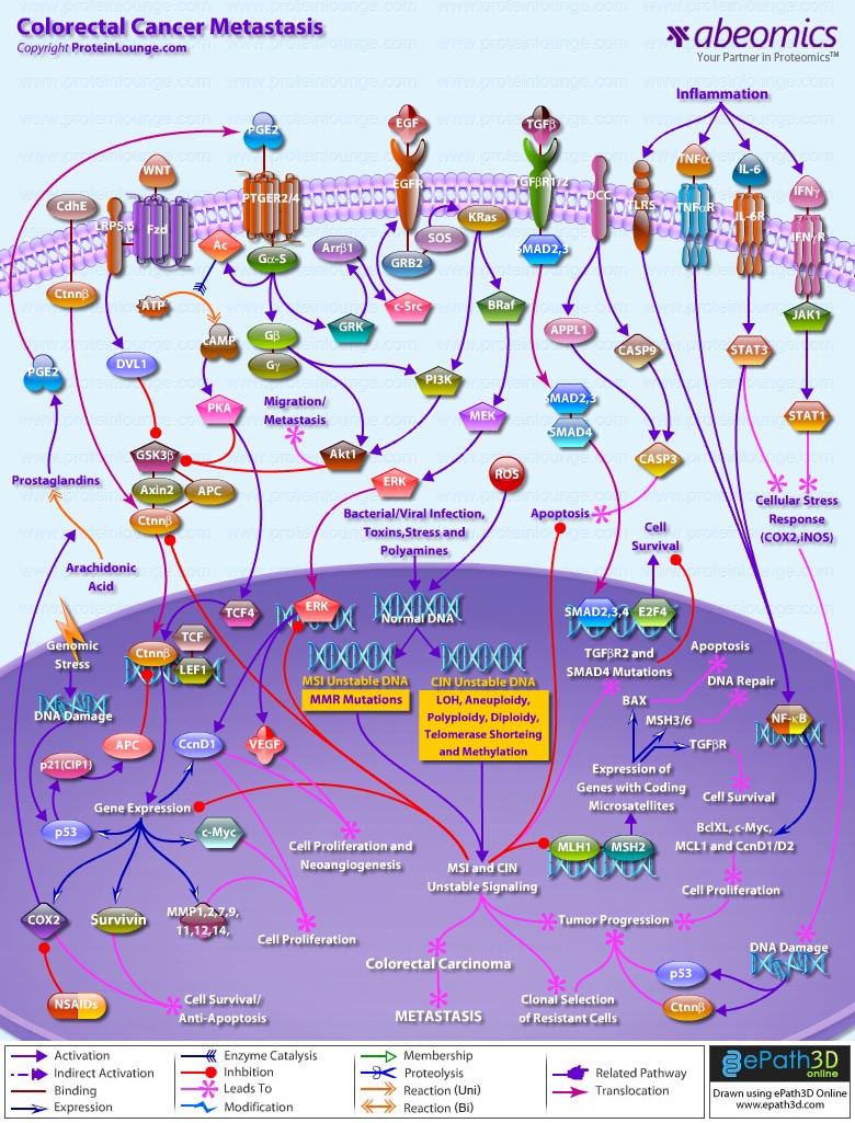 Colorectal Cancer Metastasis