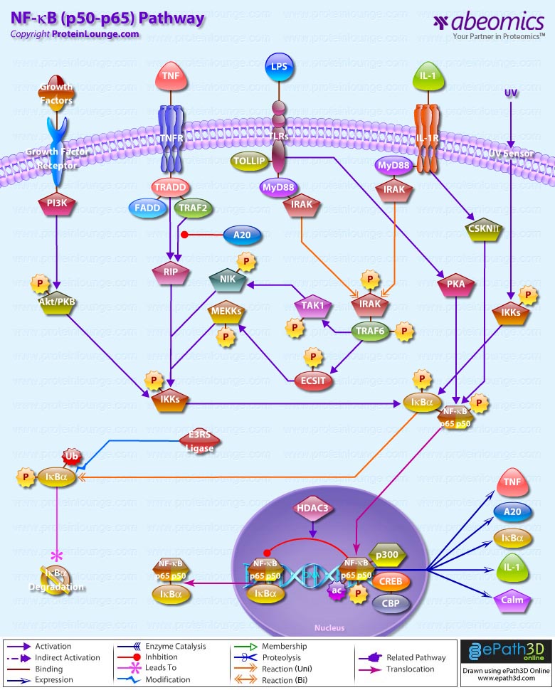 Nf Kb P65 Pathway