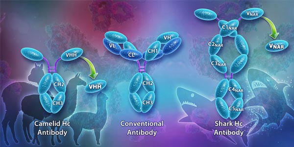 Single Domain Monoclonal Antibody