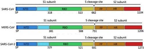 Anti-SARS-CoV-2 Spike Protein S1 Antibodies